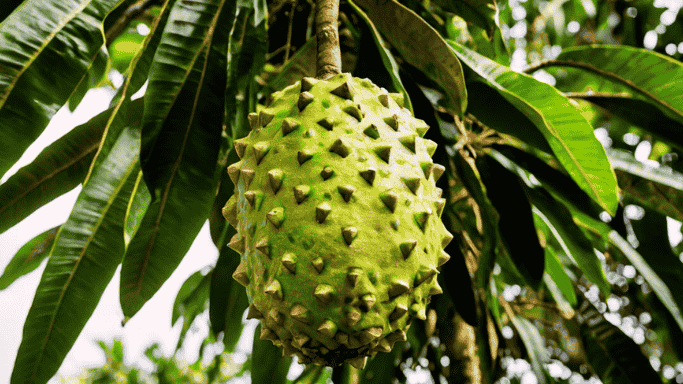 Soursop